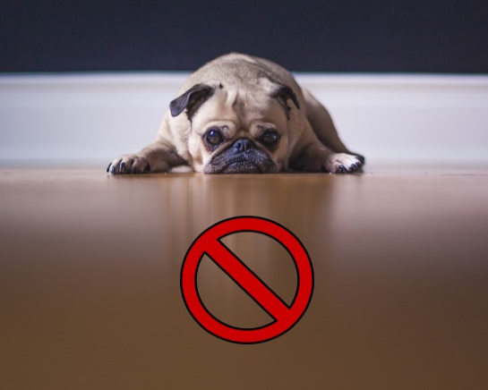 No aceptamos mascotas